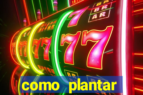 como plantar gergelim no vaso