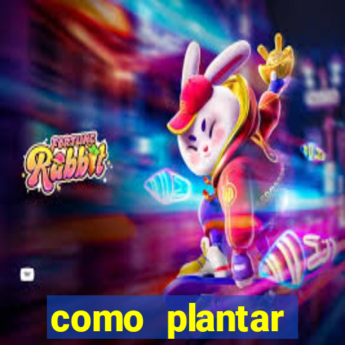 como plantar gergelim no vaso