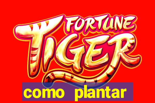 como plantar gergelim no vaso