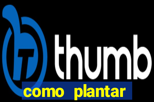 como plantar gergelim no vaso