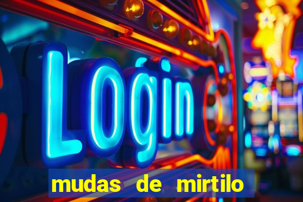 mudas de mirtilo em porto alegre