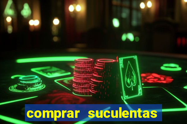comprar suculentas direto do produtor