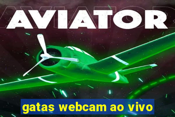 gatas webcam ao vivo