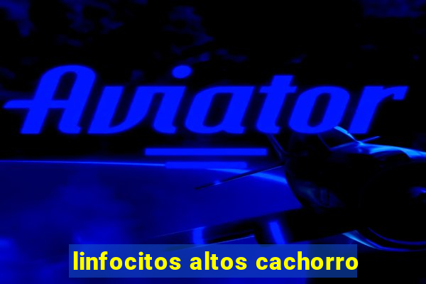 linfocitos altos cachorro