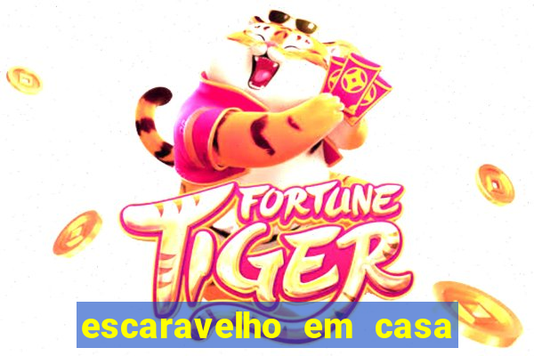 escaravelho em casa significado espiritual