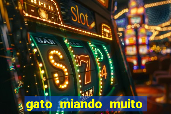 gato miando muito a noite o que fazer