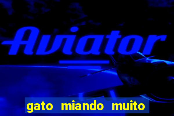 gato miando muito a noite o que fazer