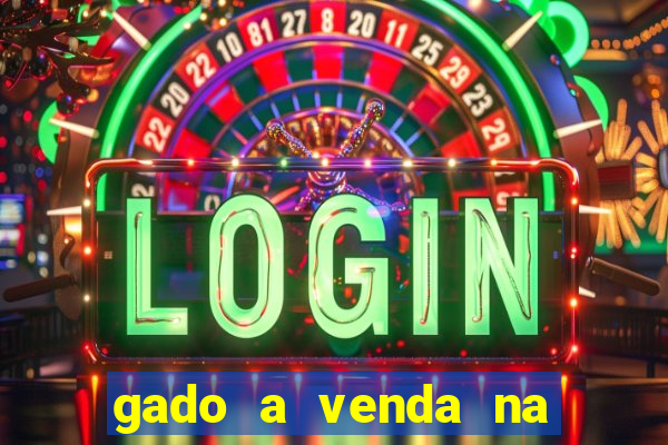 gado a venda na bahia olx