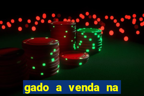 gado a venda na bahia olx