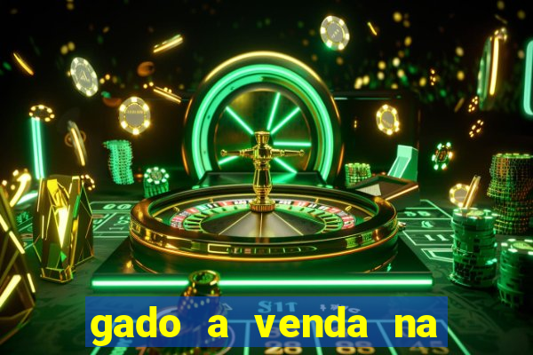 gado a venda na bahia olx