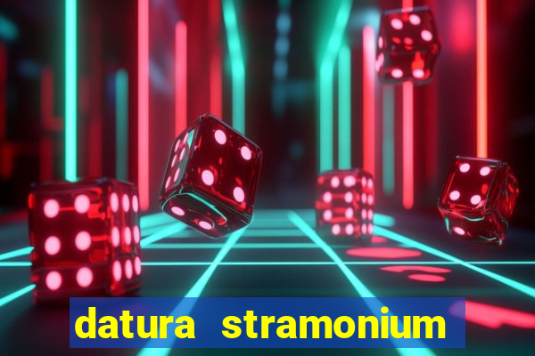 datura stramonium medicinal uses