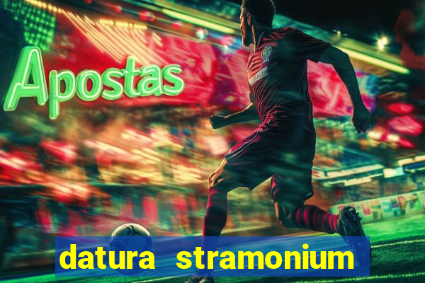 datura stramonium medicinal uses