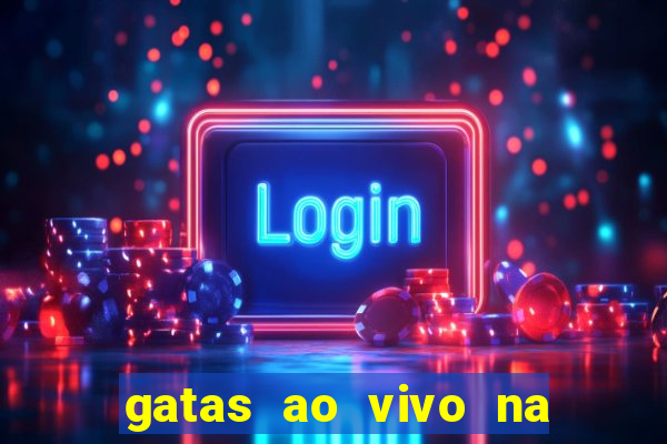 gatas ao vivo na web cam