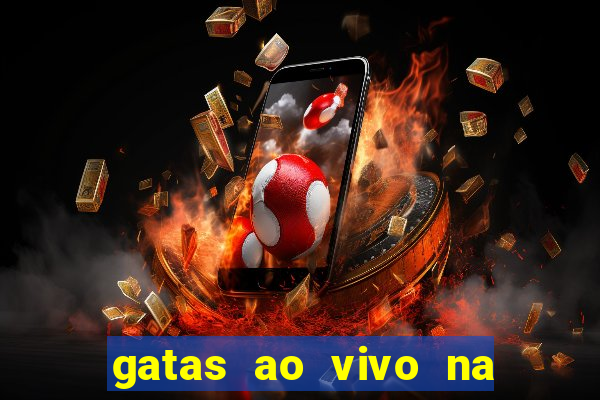 gatas ao vivo na web cam