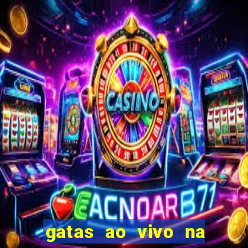 gatas ao vivo na web cam
