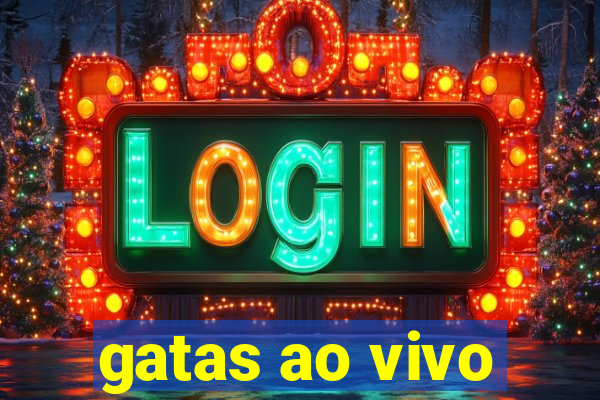 gatas ao vivo