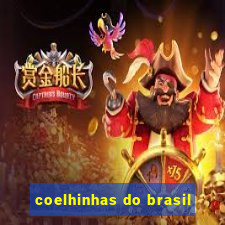 coelhinhas do brasil